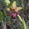 Ophrys x cosana H. Baumann & K�nkele