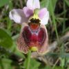 Ophrys panattensis Scrugli x Ophrys tenthredinifera Willd.