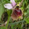 Ophrys panattensis Scrugli x Ophrys tenthredinifera Willd.