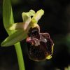 Ophrys argentaria Devillers.Tersch. & Devillers x Ophrys exaltata subsp. monti-leonis (O. Danesch & E. Danesch) Soca