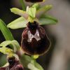 Ophrys argentaria Devillers.Tersch. & Devillers x Ophrys exaltata subsp. monti-leonis (O. Danesch & E. Danesch) Soca