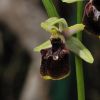 Ophrys argentaria Devillers.Tersch. & Devillers x Ophrys exaltata subsp. monti-leonis (O. Danesch & E. Danesch) Soca