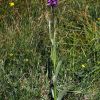Dactylorhiza x kerneriorum (So�) So�