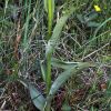 Dactylorhiza x kerneriorum (So�) So�