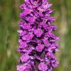 Dactylorhiza x kerneriorum (So�) So�