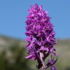 Dactylorhiza x kerneriorum (So�) So�