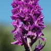 Dactylorhiza x kerneriorum (So�) So�