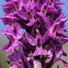 Dactylorhiza x kerneriorum (So�) So�