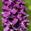 Dactylorhiza x kerneriorum (So�) So�
