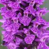Dactylorhiza x kerneriorum (So�) So�