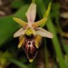 Ophrys holosericea subsp. dinarica (Kranicev & P. Delforge) Kreutz x Ophrys incubacea subsp. incubacea Bianca
