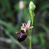 Ophrys holosericea subsp. dinarica (Kranicev & P. Delforge) Kreutz x Ophrys incubacea subsp. incubacea Bianca