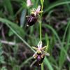 Ophrys holosericea subsp. dinarica (Kranicev & P. Delforge) Kreutz x Ophrys incubacea subsp. incubacea Bianca
