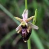 Ophrys holosericea subsp. dinarica (Kranicev & P. Delforge) Kreutz x Ophrys incubacea subsp. incubacea Bianca