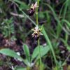 Ophrys holosericea subsp. dinarica (Kranicev & P. Delforge) Kreutz x Ophrys incubacea subsp. incubacea Bianca