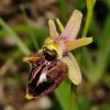 Ophrys holosericea subsp. dinarica (Kranicev & P. Delforge) Kreutz x Ophrys incubacea subsp. incubacea Bianca