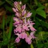 Dactylorhiza x influenza (Sennholz) So�