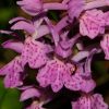 Dactylorhiza x influenza (Sennholz) So�