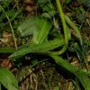 Dactylorhiza x influenza (Sennholz) So�