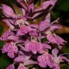 Dactylorhiza x influenza (Sennholz) So�