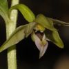 Epipactis helleborine subsp. helleborine (L.) Crantz x Epipactis leptochila subsp. neglecta K�mpel