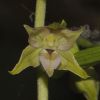 Epipactis helleborine subsp. helleborine (L.) Crantz x Epipactis leptochila subsp. neglecta K�mpel