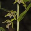 Selected Category: Epipactis helleborine subsp. helleborine (L.) Crantz x Epipactis leptochila subsp. neglecta K�mpel