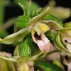 Epipactis x vermionensis B. & H. Baumann