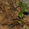 Epipactis x vermionensis B. & H. Baumann