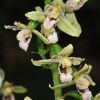 Epipactis x vermionensis B. & H. Baumann