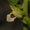 Epipactis x vermionensis B. & H. Baumann