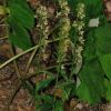 Epipactis x vermionensis B. & H. Baumann