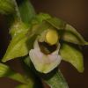 Epipactis x vermionensis B. & H. Baumann