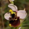 Ophrys holosericea subsp. gracilis (B�el, O. Danesch & E. Danesch) B�el, O. Danesch & E. Danesch x Ophrys tenthredinifera subsp. neglecta (Parl.) E.G. Camus