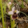 Ophrys holosericea subsp. gracilis (B�el, O. Danesch & E. Danesch) B�el, O. Danesch & E. Danesch x Ophrys tenthredinifera subsp. neglecta (Parl.) E.G. Camus