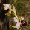 Ophrys holosericea subsp. gracilis (B�el, O. Danesch & E. Danesch) B�el, O. Danesch & E. Danesch x Ophrys tenthredinifera subsp. neglecta (Parl.) E.G. Camus