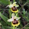 Ophrys holosericea subsp. gracilis (B�el, O. Danesch & E. Danesch) B�el O. Danesch & E. Danesch x ophrys lacaitae Lojac.