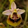 Ophrys holosericea subsp. gracilis (B�el, O. Danesch & E. Danesch) B�el O. Danesch & E. Danesch x ophrys lacaitae Lojac.