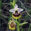 Ophrys holosericea subsp. gracilis (B�el, O. Danesch & E. Danesch) B�el O. Danesch & E. Danesch x ophrys lacaitae Lojac.