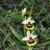 Ophrys holosericea subsp. gracilis (B�el, O. Danesch & E. Danesch) B�el O. Danesch & E. Danesch x ophrys lacaitae Lojac.