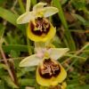 Ophrys holosericea subsp. gracilis (B�el, O. Danesch & E. Danesch) B�el O. Danesch & E. Danesch x ophrys lacaitae Lojac.