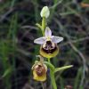 Ophrys holosericea subsp. gracilis (B�el, O. Danesch & E. Danesch) B�el O. Danesch & E. Danesch x ophrys lacaitae Lojac.