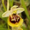 Ophrys holosericea subsp. gracilis (B�el, O. Danesch & E. Danesch) B�el O. Danesch & E. Danesch x ophrys lacaitae Lojac.