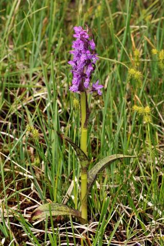 Dactylorhiza incarnata (L.) Soņ subsp. cruenta (O.F. Mull.) Dactylorhiza incarnata (L.) Soņ subsp. cruenta (O.F. Mull.)