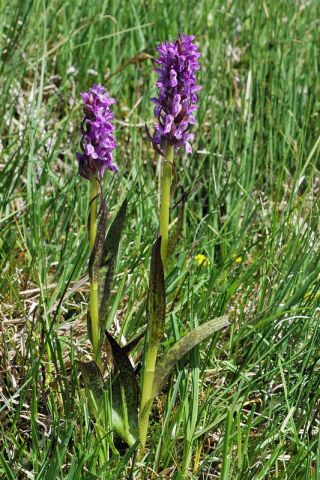 Dactylorhiza incarnata (L.) Soņ subsp. cruenta (O.F. Mull.) Dactylorhiza incarnata (L.) Soņ subsp. cruenta (O.F. Mull.)