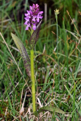 Dactylorhiza incarnata (L.) Soņ subsp. cruenta (O.F. Mull.) Dactylorhiza incarnata (L.) Soņ subsp. cruenta (O.F. Mull.)