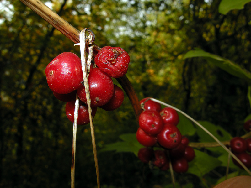 rosarioDSCN3868.jpg