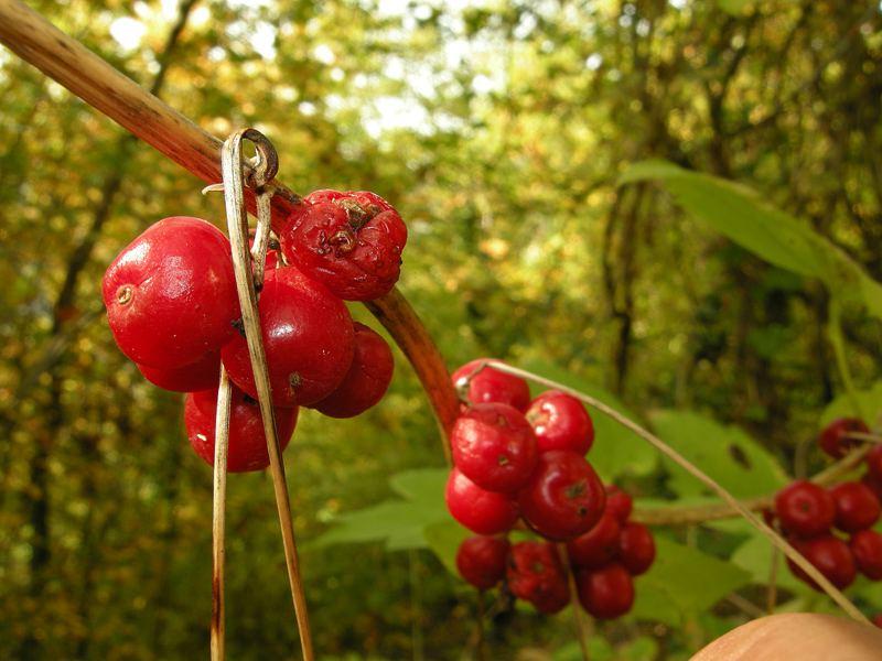 rosarioDSCN3869.jpg