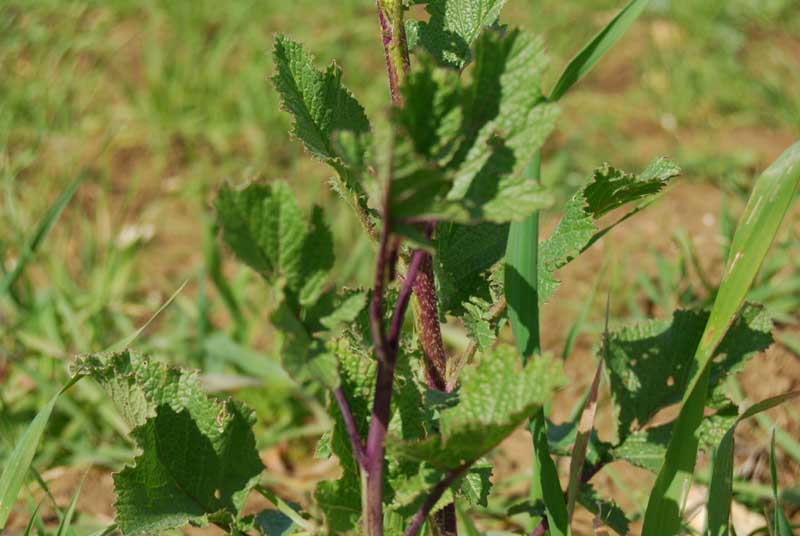 brassicadrepaph3.jpg
