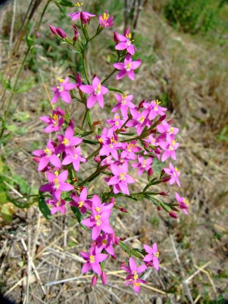 Centaurium erythraea 2.jpg